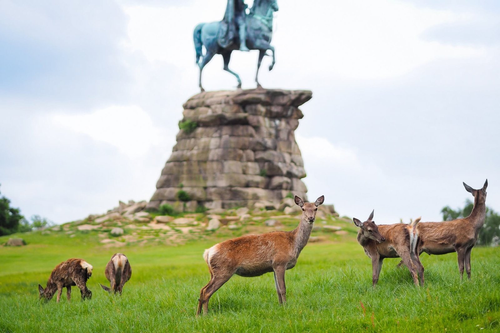 Deer in Windsor park
